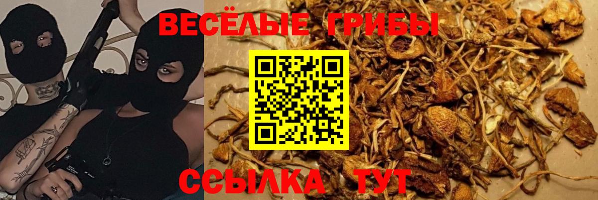 Галлюциногенные грибы Cubensis  Вход с VPN  Псилоцибиновые грибы Magic Shrooms  где продают наркотики  Балашиха 